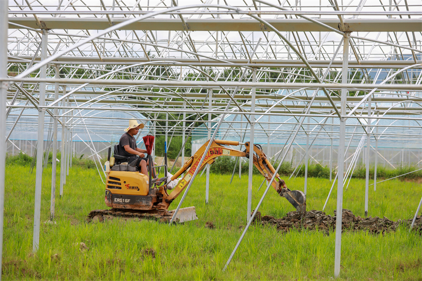 工人們正在忙著搭建蔬菜大棚。黃煜攝