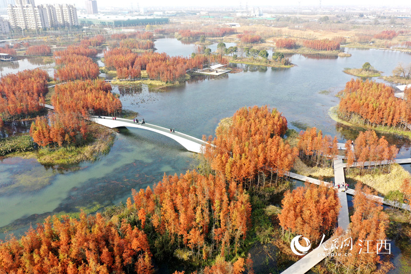 南昌魚尾洲濕地公園原先是個(gè)又臟又臭的“龍須溝”，經(jīng)過生態(tài)治理后，不僅能調(diào)解旱澇，還成為市民休閑的好去處。 人民網(wǎng) 時(shí)雨攝