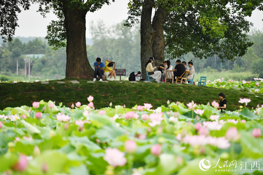 蓮花美景吸引著省內外游客來“打卡”。 人民網(wǎng) 時雨攝