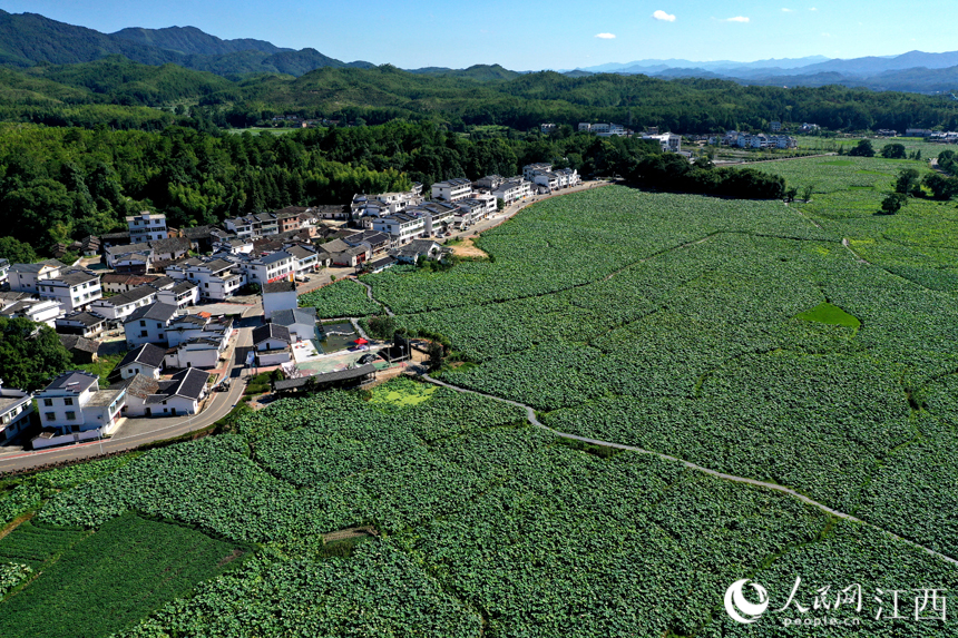 航拍“嵌”在蓮池中的姚西村宛若一幅靜謐的山水畫。 人民網(wǎng) 時(shí)雨攝