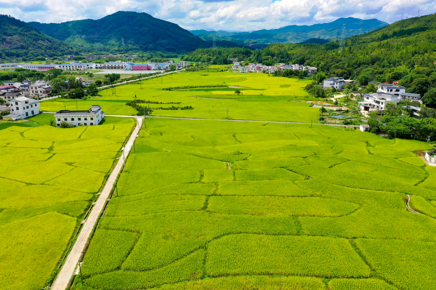 航拍江西省贛州市全南縣城廂鎮(zhèn)黃埠村農(nóng)田，美不勝收。李凡欽攝