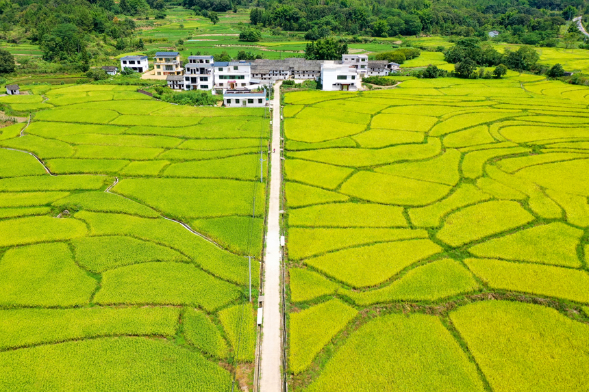 航拍江西省贛州市全南縣城廂鎮(zhèn)黃埠村農(nóng)田，美不勝收。李凡欽攝