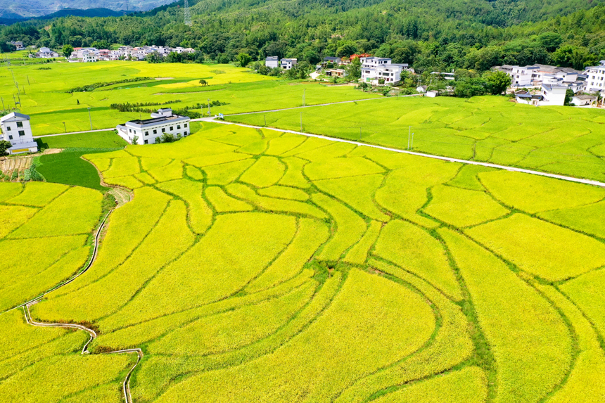 航拍江西省贛州市全南縣城廂鎮(zhèn)黃埠村農(nóng)田，美不勝收。李凡欽攝