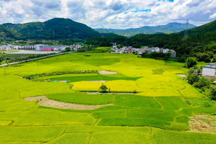 航拍江西省贛州市全南縣城廂鎮(zhèn)黃埠村農(nóng)田，美不勝收。李凡欽攝