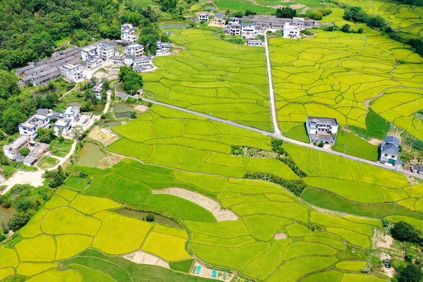 航拍江西省贛州市全南縣城廂鎮(zhèn)黃埠村農(nóng)田，美不勝收。李凡欽攝