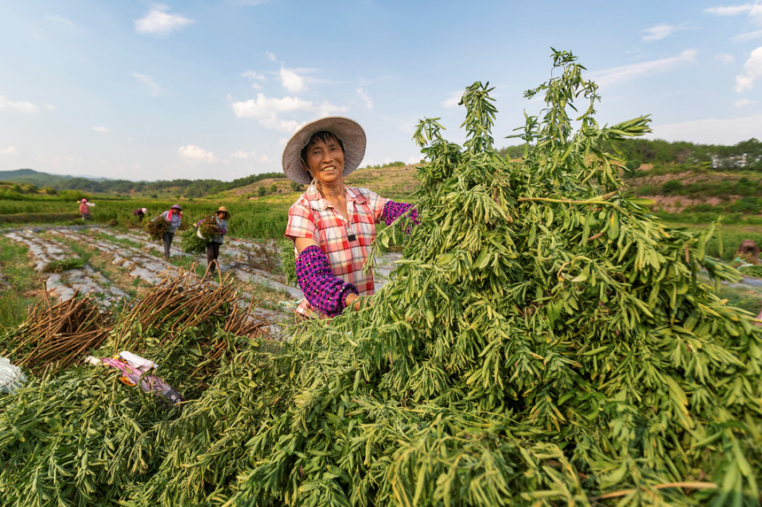 在永新縣蘆溪鄉(xiāng)平豐村甜葉菊種植基地，村民在收割甜葉菊。周亞茂攝