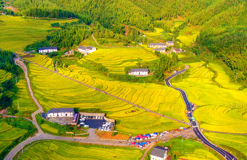 航拍上堡梯田，稻田層層疊疊，一片金黃。曾劉洲攝