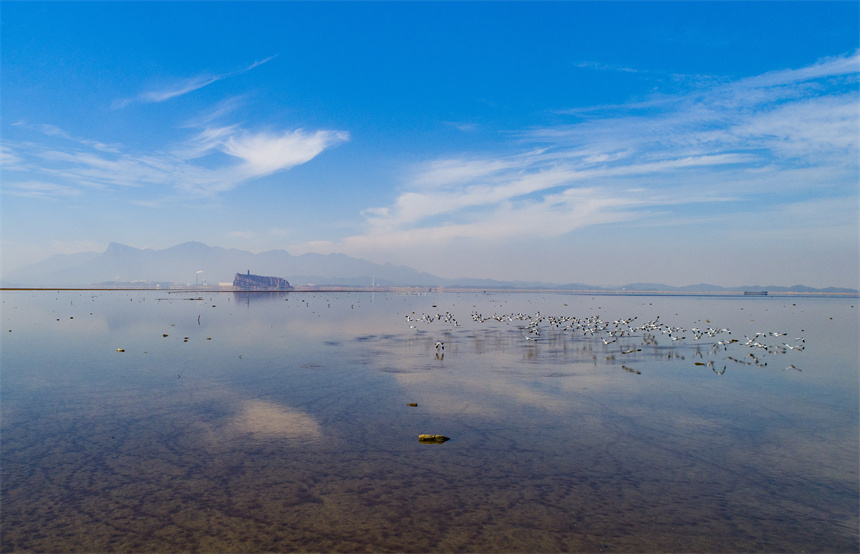 成群反嘴鷸在鄱陽湖湖口水域。李學(xué)華攝