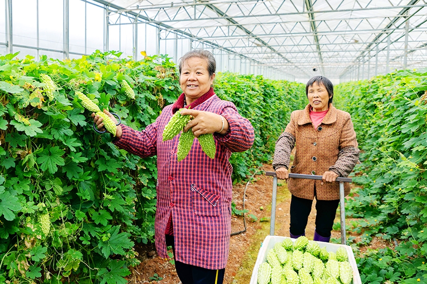 菜農在采收蔬菜。周亞茂攝