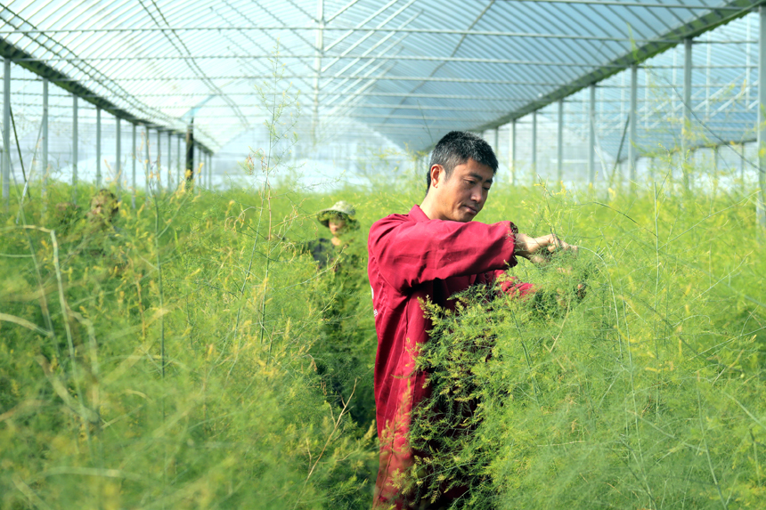 蘆筍大棚里生機(jī)盎然。何賤來攝