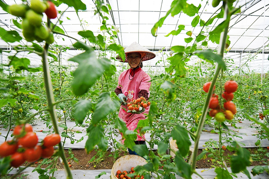 工人正在采收圣女果。詹繼成攝