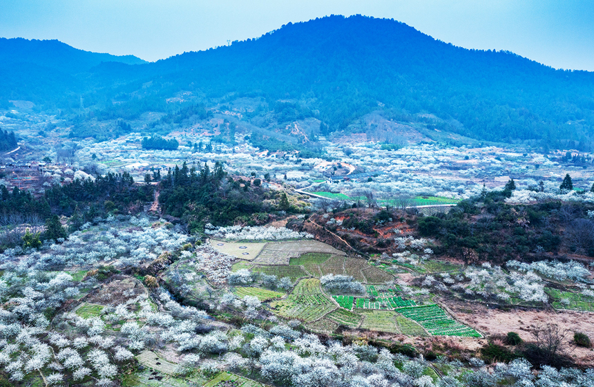 江西省龍南市南亨鄉(xiāng)西村村，李花美麗盛開。廖彩新攝