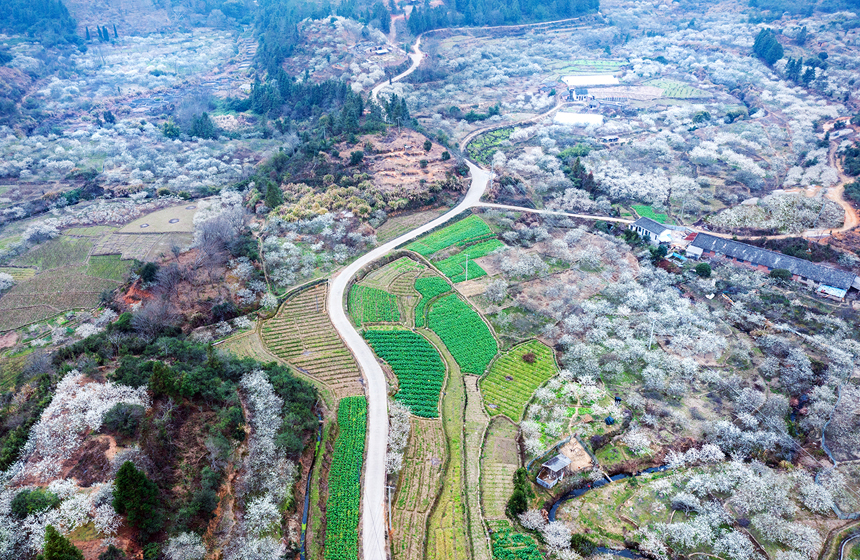 江西省龍南市南亨鄉(xiāng)西村村，李花美麗盛開。廖彩新攝