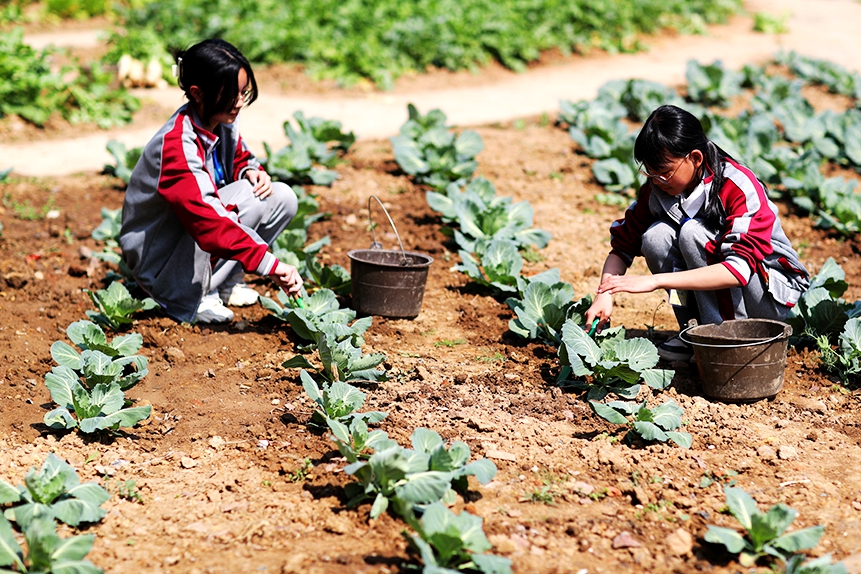 同學(xué)們正在開展勞動實(shí)踐體驗(yàn)活動。何江華攝