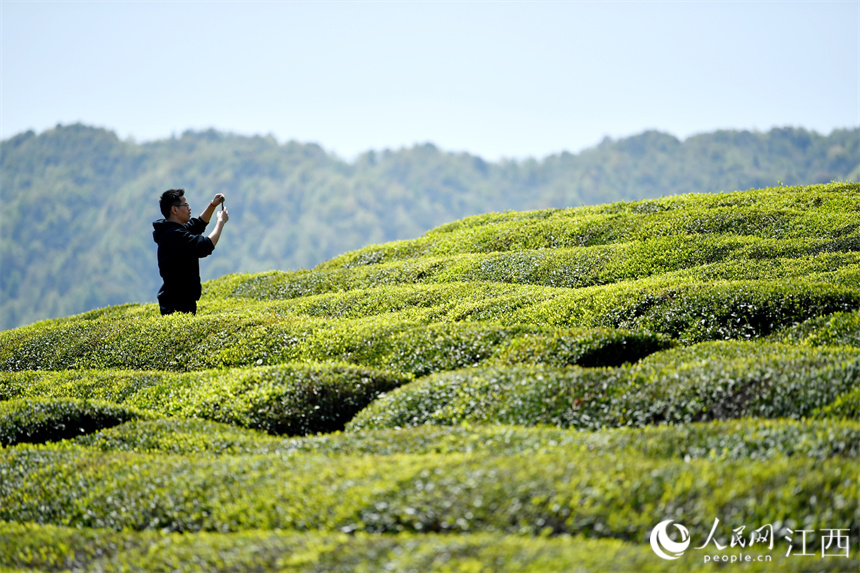 “茶旅融合”使茶園變成公園，游客們正在茶山上拍照賞春光。 人民網(wǎng) 時雨攝