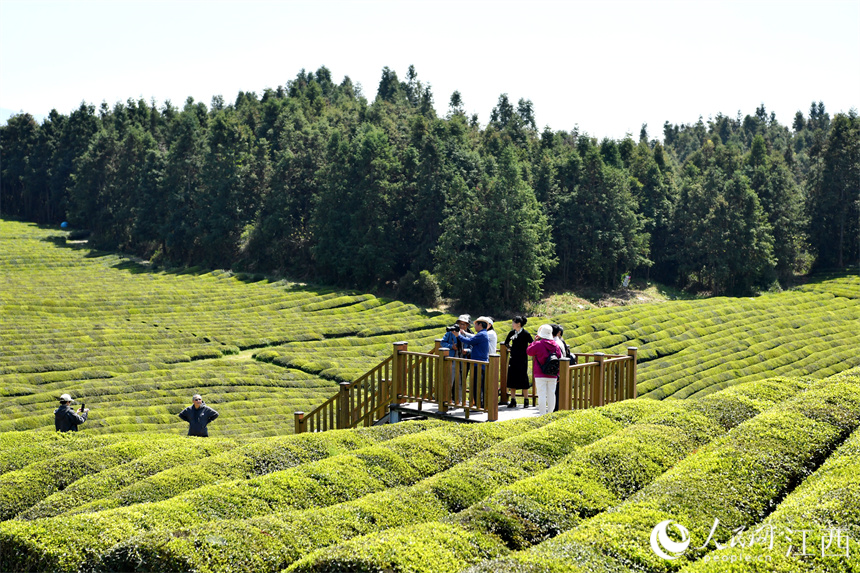 “茶旅融合”使茶園變成公園，游客們正在茶山上拍照賞春光。 人民網(wǎng) 時雨攝