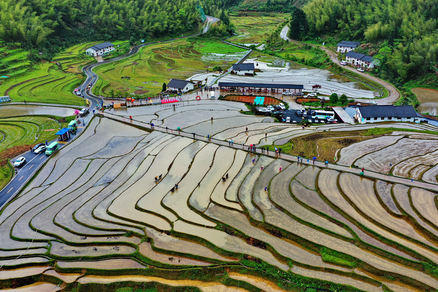 江西省贛州市崇義縣上堡鄉(xiāng)，村民在梯田上忙碌。朱海鵬攝