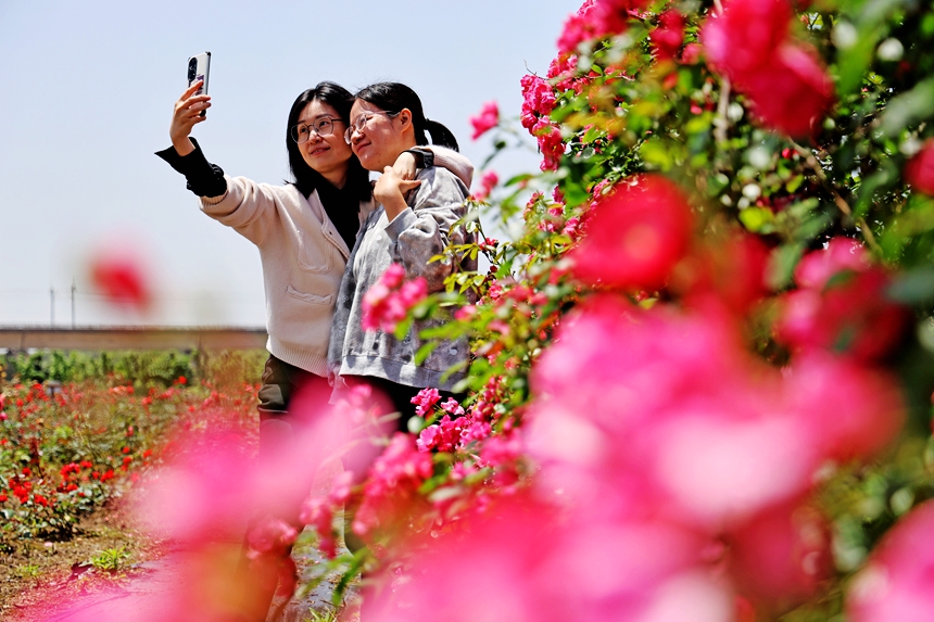 市民在盛開的玫瑰花海中賞花玩耍，感受鄉(xiāng)村游樂趣。何江華攝