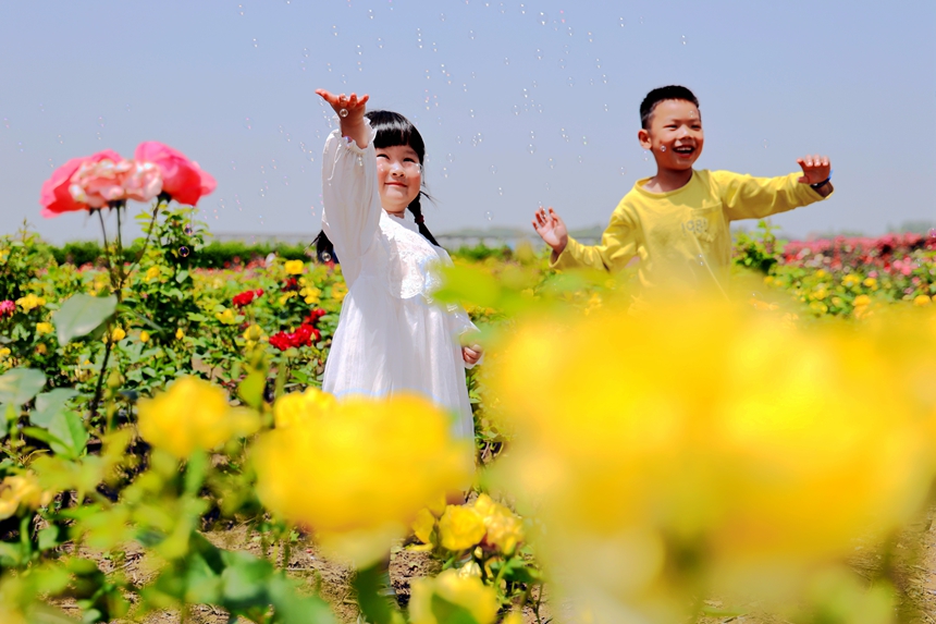 市民在盛開(kāi)的玫瑰花海中賞花玩耍，感受鄉(xiāng)村游樂(lè)趣。何江華攝