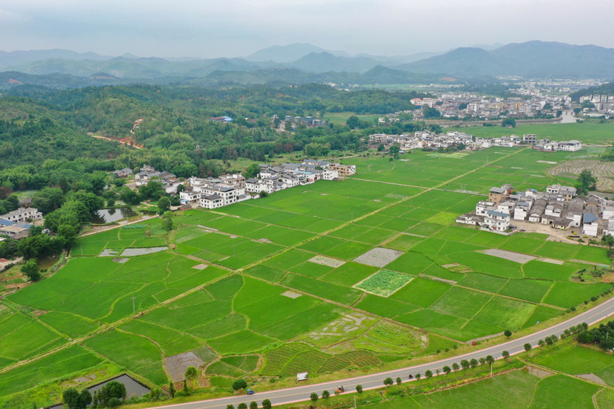 美麗的田園畫卷。李凡欽攝