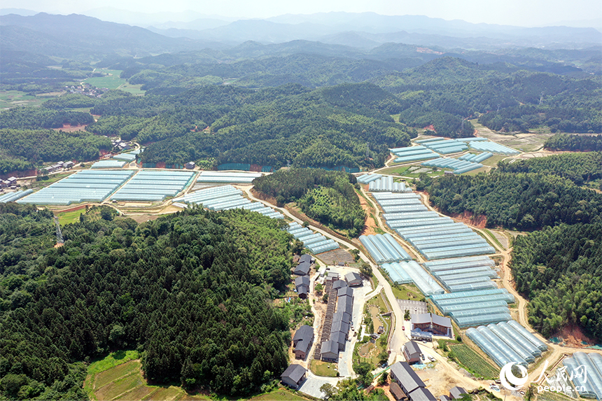 千余畝薄膜連棟智慧溫室大棚錯落有致的鑲嵌在青山間。 人民網記者 時雨攝