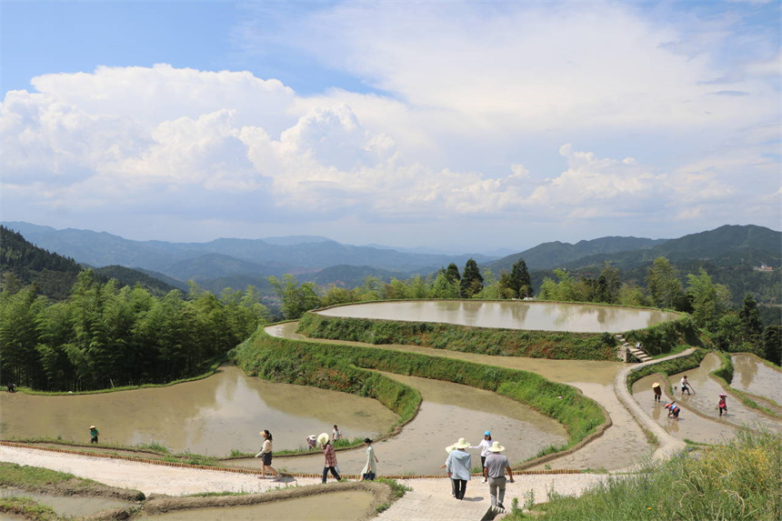 農(nóng)民正在梯田內(nèi)勞動(dòng)。遂川縣委宣傳部供圖