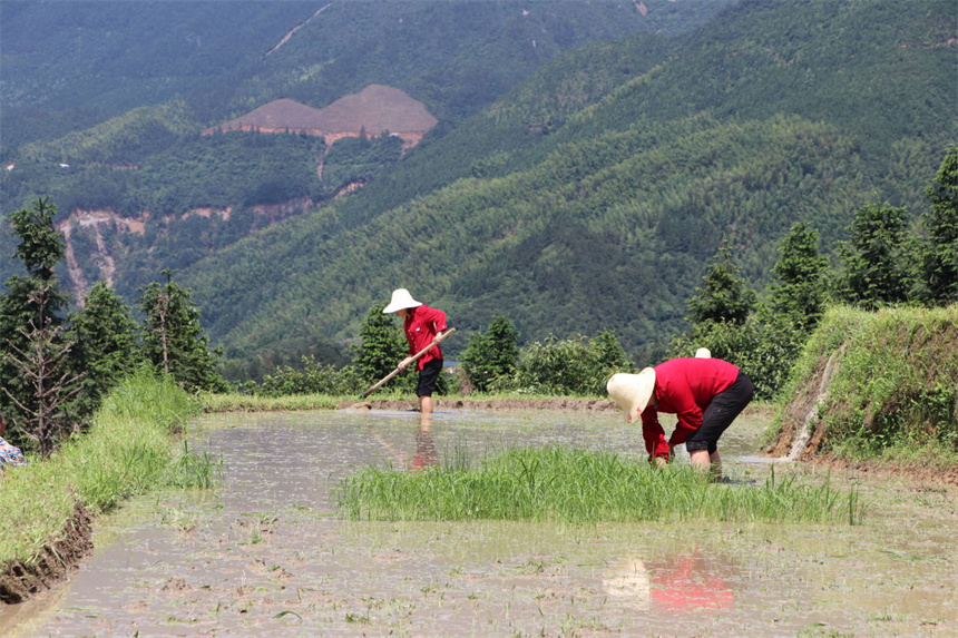 農(nóng)民正在梯田內(nèi)勞動(dòng)。遂川縣委宣傳部供圖