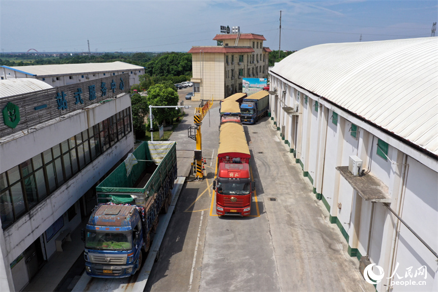 滿載著早秈稻的大型卡車正在有序排隊(duì)，卸載完畢的貨車過磅后將立即進(jìn)行結(jié)算。 人民網(wǎng)記者 時(shí)雨攝