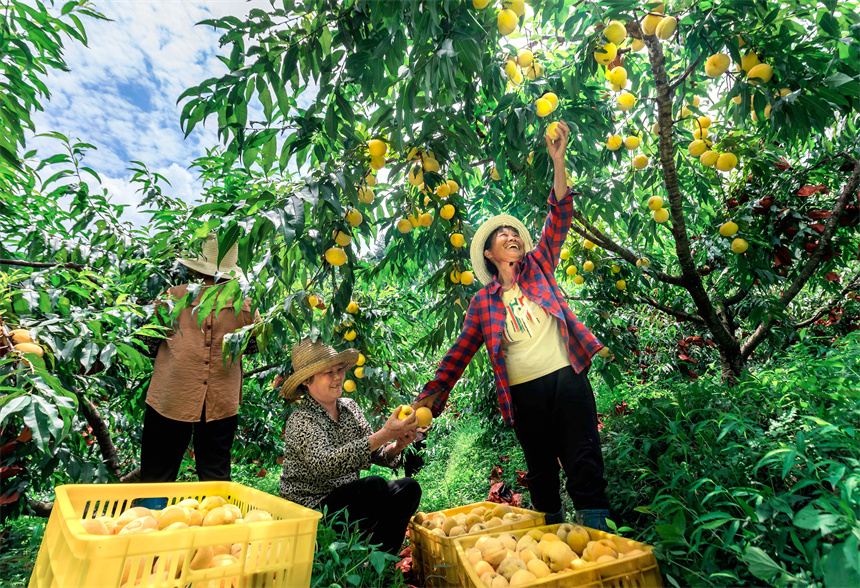 村民在采收黃桃。周亞茂攝