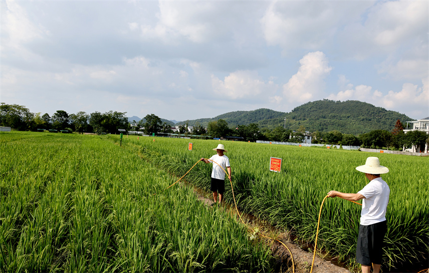 育種人員不誤農(nóng)時忙于田間管理。鄧建萍攝