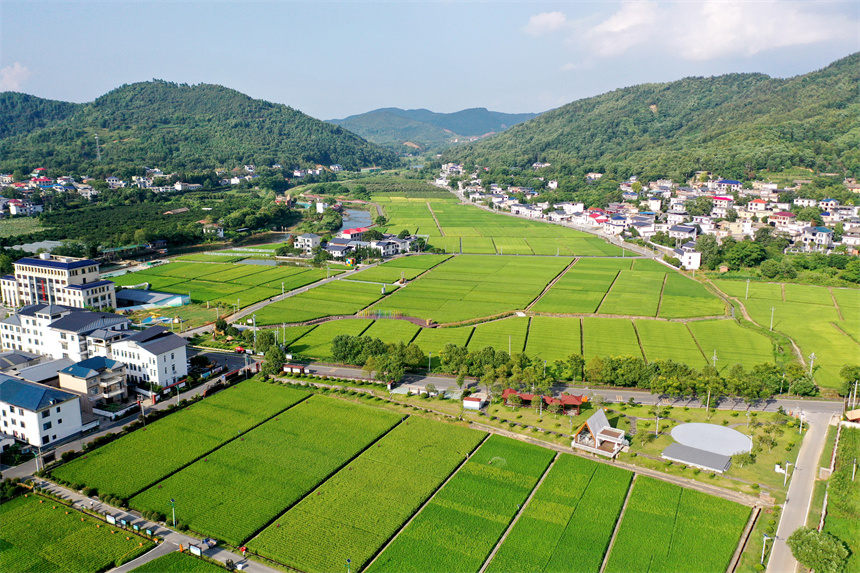 航拍萍鄉(xiāng)市湘東區(qū)麻山鎮(zhèn)汶泉村千畝水稻培育基地。鄧建萍攝