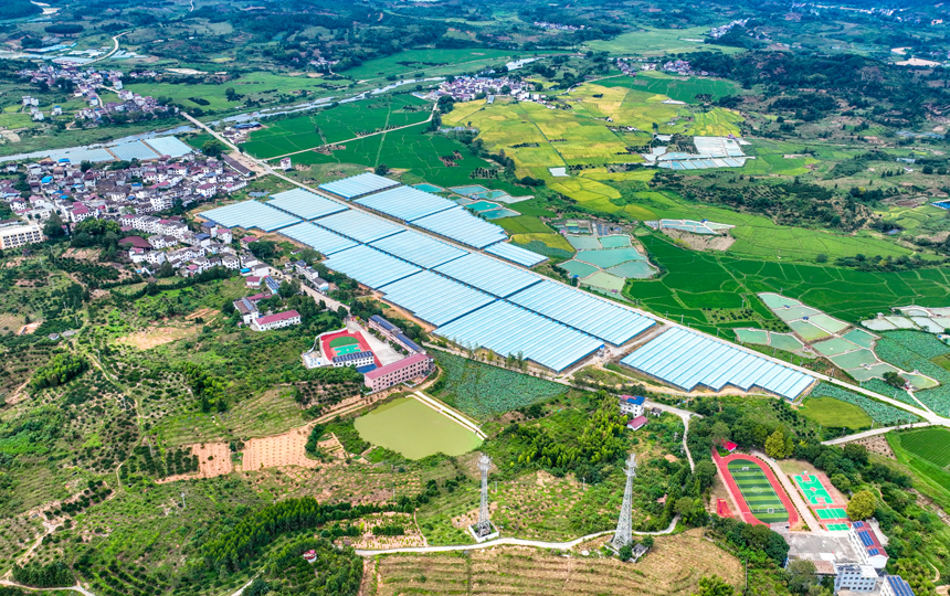 俯瞰南豐縣桑田鎮(zhèn)大棚蔬菜基地，連片大棚與民房、田野相互映襯，山鄉(xiāng)風景秀美如畫。李煜祖攝