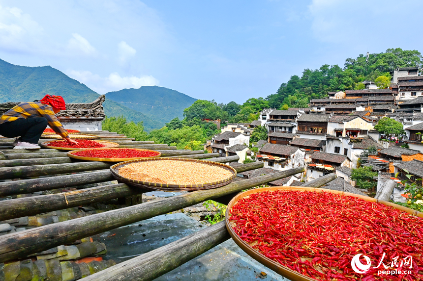 婺源縣篁嶺村，村民在徽派民房曬臺(tái)上晾曬紅辣椒、玉米粒等農(nóng)作物，原生態(tài)的自然風(fēng)光與“曬秋”場(chǎng)景共同構(gòu)成一幅金秋豐收畫(huà)卷。人民網(wǎng) 朱海鵬攝