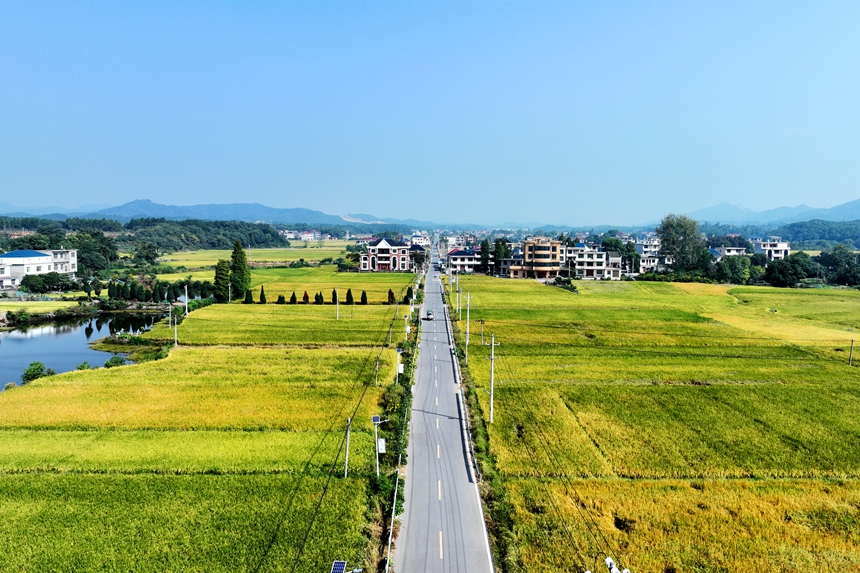 航拍鏡頭下的共青城市澤泉鄉(xiāng)，目之所及皆是美景。潘成攝