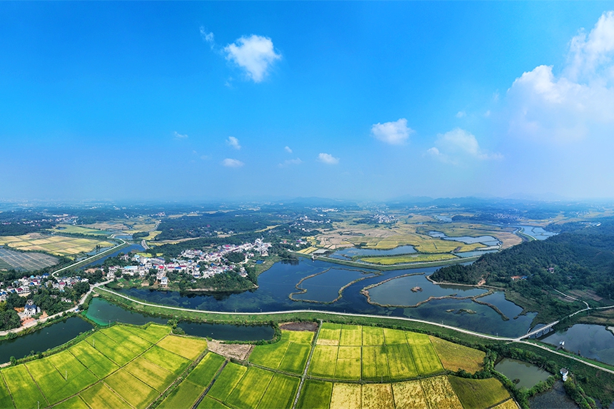 航拍鏡頭下的共青城市澤泉鄉(xiāng)，目之所及皆是美景。潘成攝