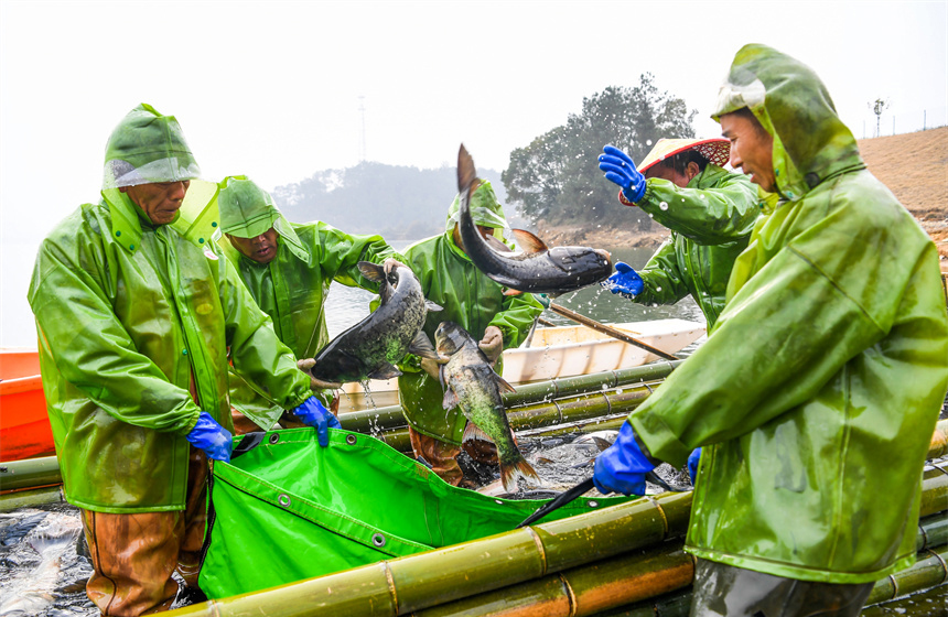 漁民們展示剛捕撈到的鮮魚(yú)。周亮攝