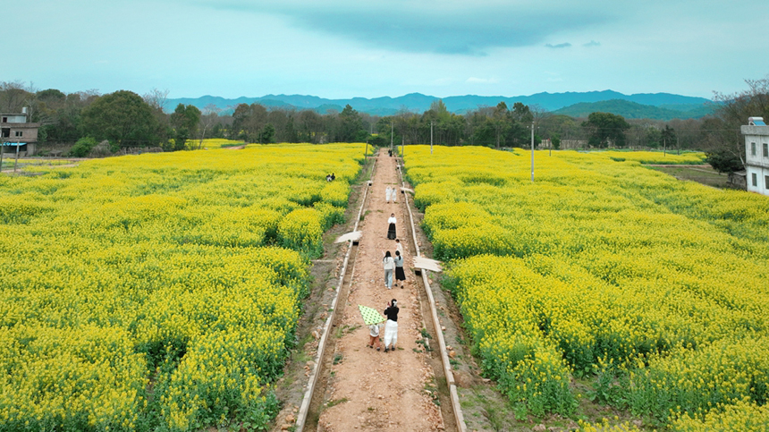 江西省贛州市信豐縣鐵石口鎮(zhèn)極富村，近千畝油菜花肆意綻放。劉陽春攝