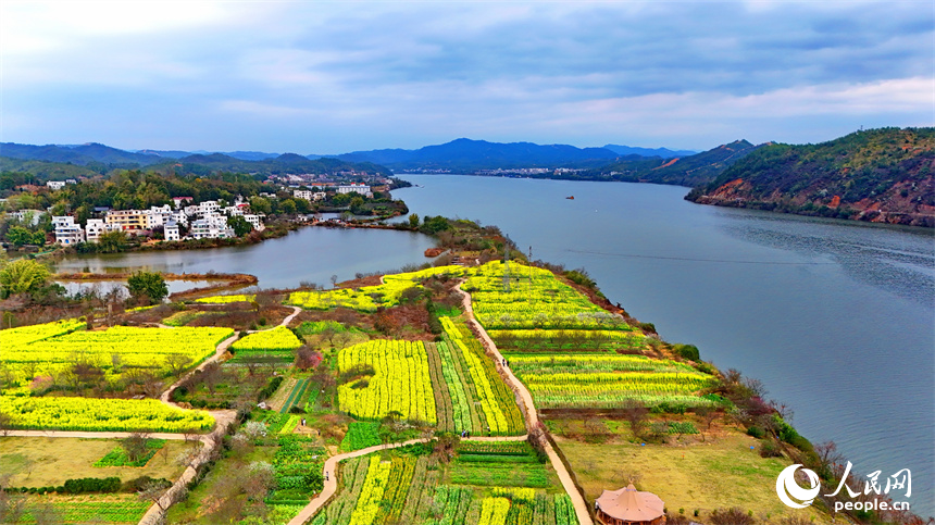 贛州市贛縣區(qū)湖江鎮(zhèn)洲坪村，連片的彩色油菜花盛開，吸引許多游客前來觀賞游玩。人民網 朱海鵬攝