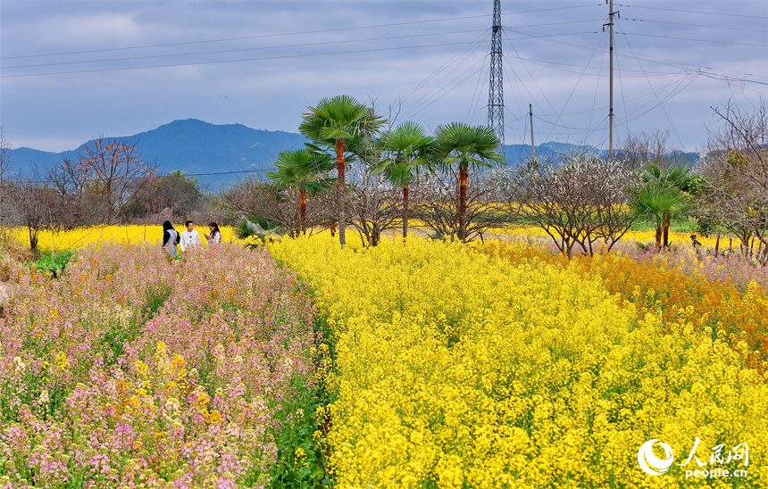 贛州市贛縣區(qū)湖江鎮(zhèn)洲坪村，連片的彩色油菜花盛開，吸引許多游客前來觀賞游玩。人民網 朱海鵬攝