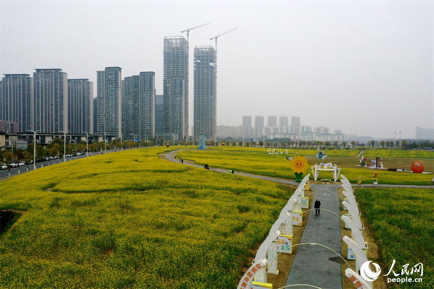 江西南昌馬蘭圩濕地公園內(nèi)的油菜花綻放，景色怡人。 人民網(wǎng)記者 時雨攝