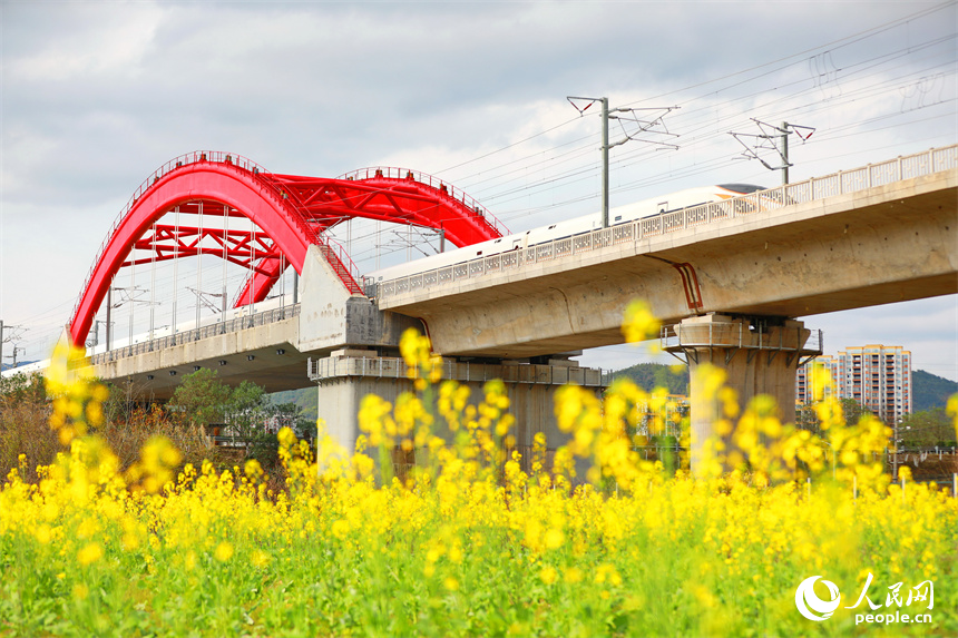 高鐵列車從贛州龍南特大橋疾馳而過(guò)，沿線油菜花開(kāi)美如畫(huà)。人民網(wǎng) 朱海鵬攝