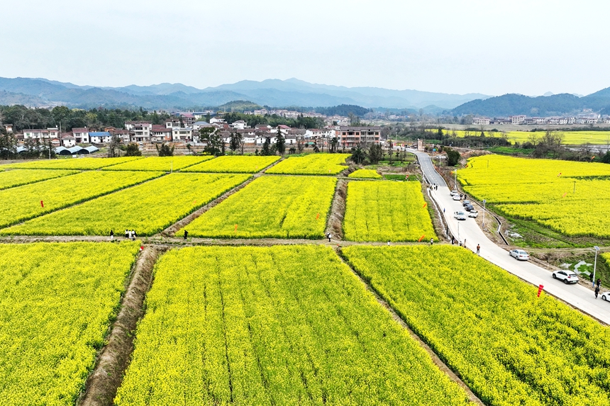 航拍鏡頭下的江西省撫州市廣昌縣頭陂鎮(zhèn)龍虎村油菜花田。曾恒貴攝