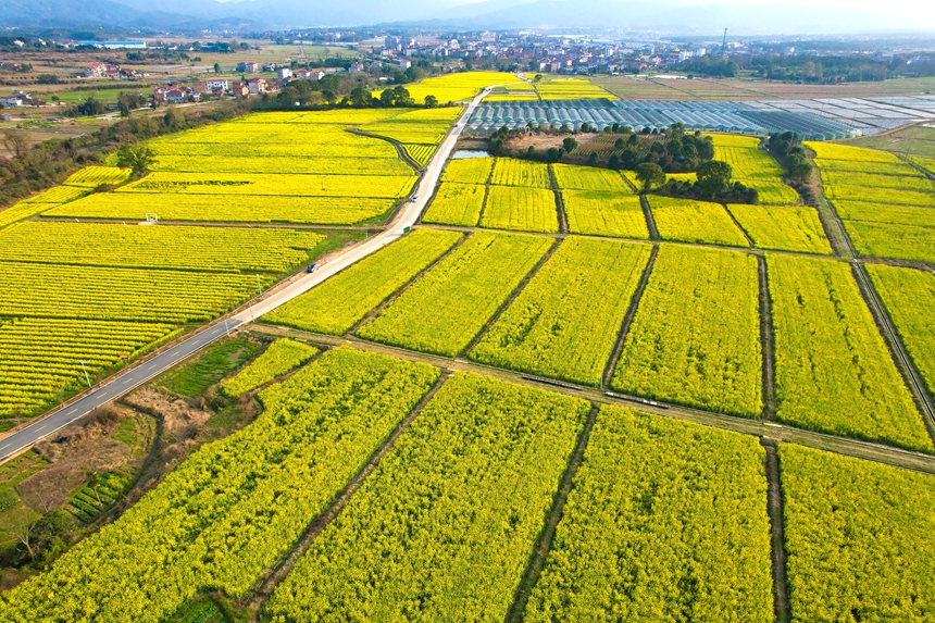 航拍鏡頭下的江西省撫州市廣昌縣頭陂鎮(zhèn)龍虎村油菜花田。曾恒貴攝