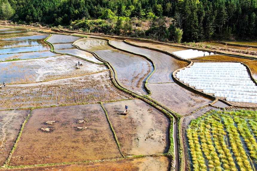 村民們駕駛農(nóng)機(jī)在田間翻耕農(nóng)田。詹繼成攝