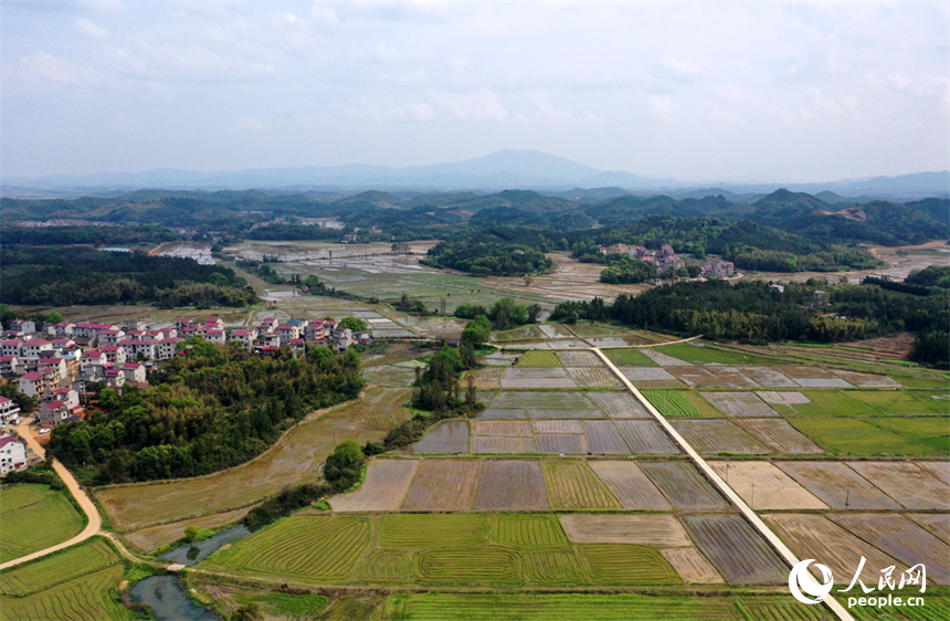 江西省豐城市麗村鎮(zhèn)對(duì)木村農(nóng)田完成春灌，即將播種早稻。 人民網(wǎng)記者 時(shí)雨攝