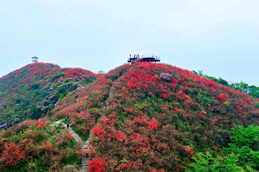 在江西省萍鄉(xiāng)市湘東區(qū)廣寒寨鄉(xiāng)的月上廣寒景區(qū)，近萬畝野生杜鵑花競相開放。夏孟遷攝