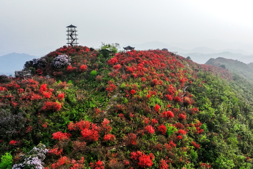 在江西省萍鄉(xiāng)市湘東區(qū)白竺鄉(xiāng)黃崗村青草湖景區(qū)，漫山遍野的杜鵑花爬滿山崗，十分壯觀。李桂東攝