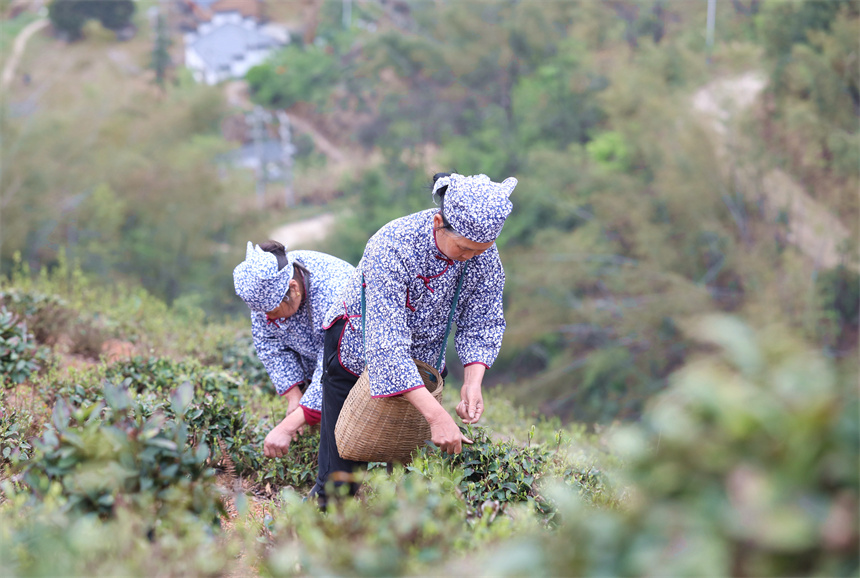 茶農(nóng)在彭澤縣雷峰尖茶園采摘春茶。彭琴攝