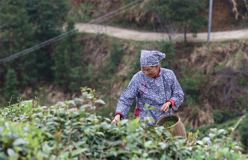 茶農(nóng)在彭澤縣雷峰尖茶園采摘春茶。彭琴攝