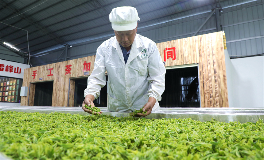 在彭澤縣雷峰山茶加工廠，茶農(nóng)、茶企抓緊翻曬、加工春茶，供應(yīng)市場。彭琴攝